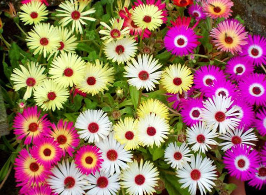 Mesembryanthemum /Ice plant/burf Winter flower seeds