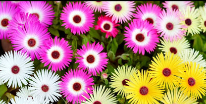 Mesembryanthemum /Ice plant/burf Winter flower seeds