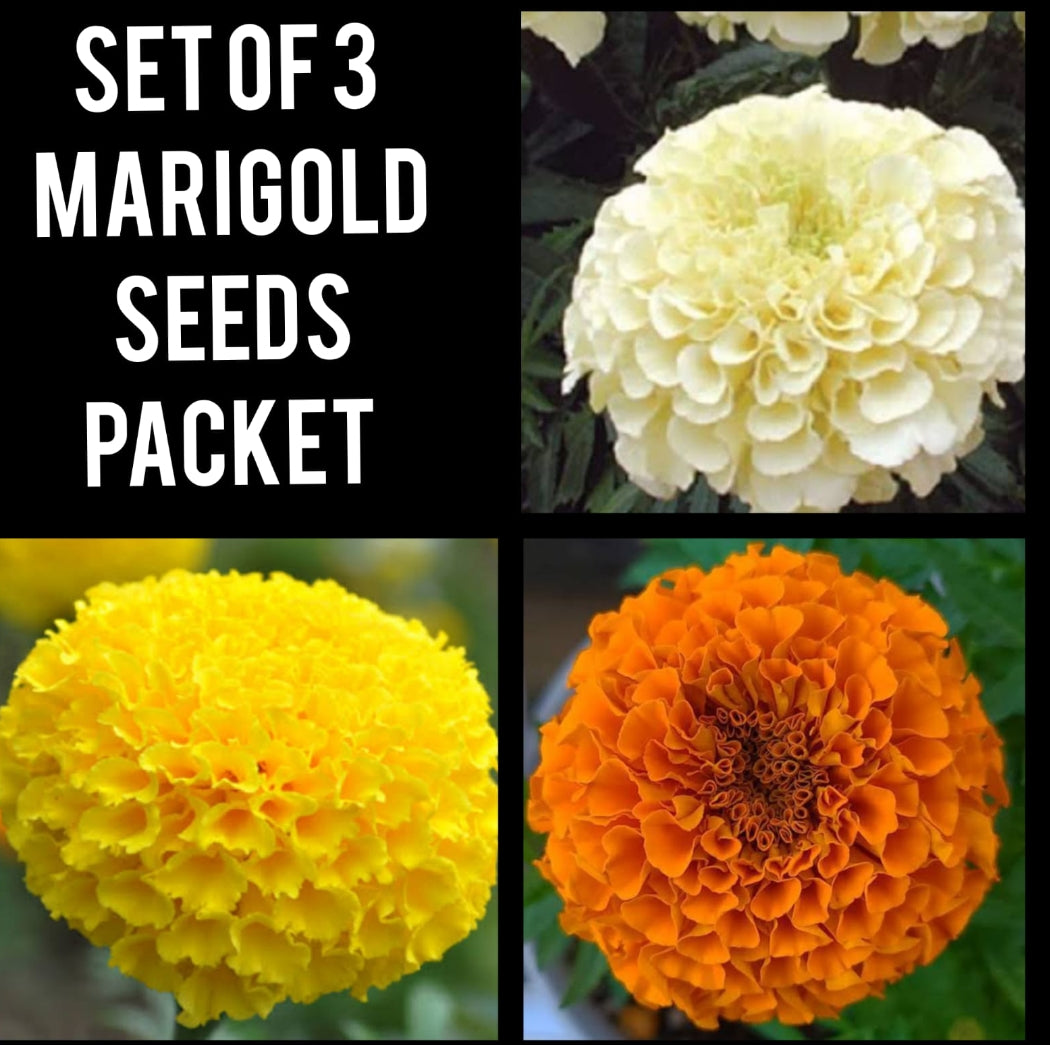 African marigold 3 colour combo Winter flower seeds