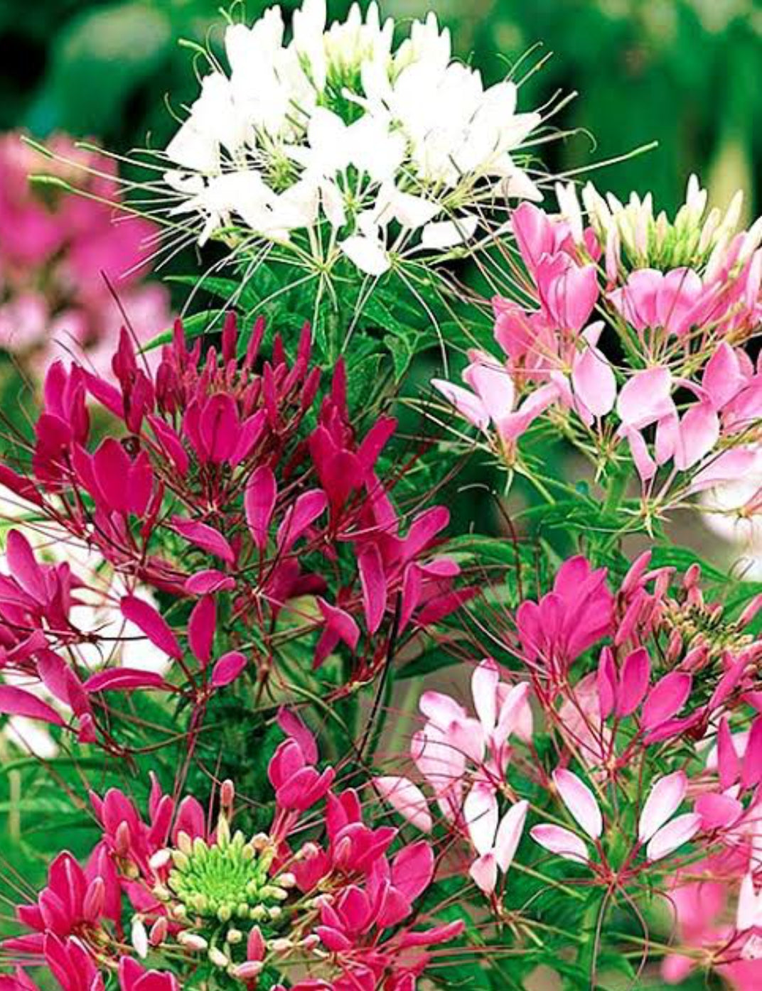 Cleome Spinosa mix Winter flower seeds