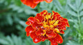 French marigold Scarlet Red Winter flower seeds