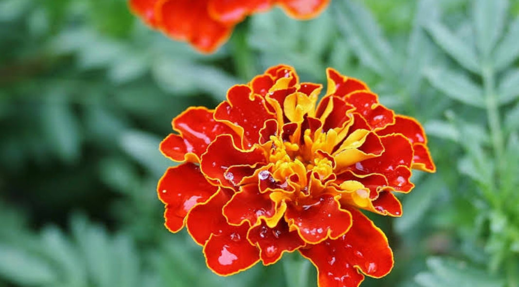 French marigold Scarlet Red Winter flower seeds
