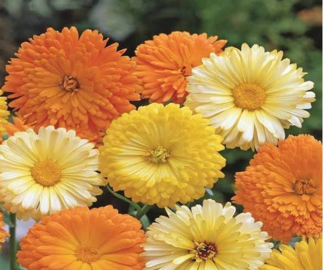 Calendula FG mix Winter flower seeds