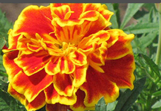 Tagetes Patula Safari Scarlet Winter flower seeds