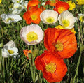 Iceland poppy mix Winter flower seeds