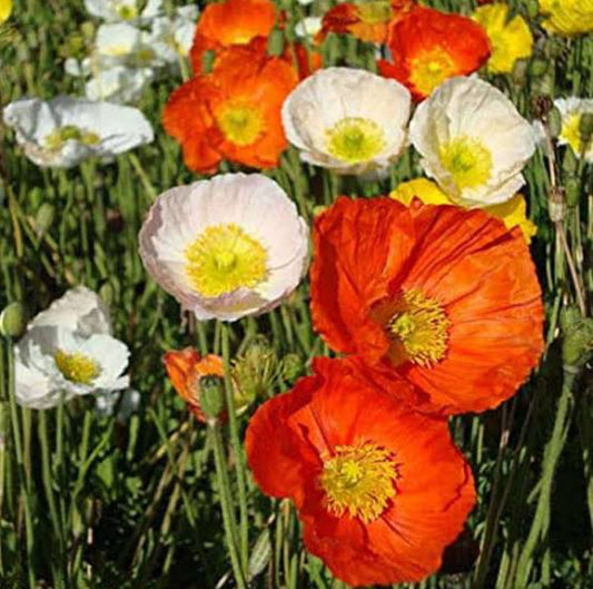 Iceland poppy mix Winter flower seeds