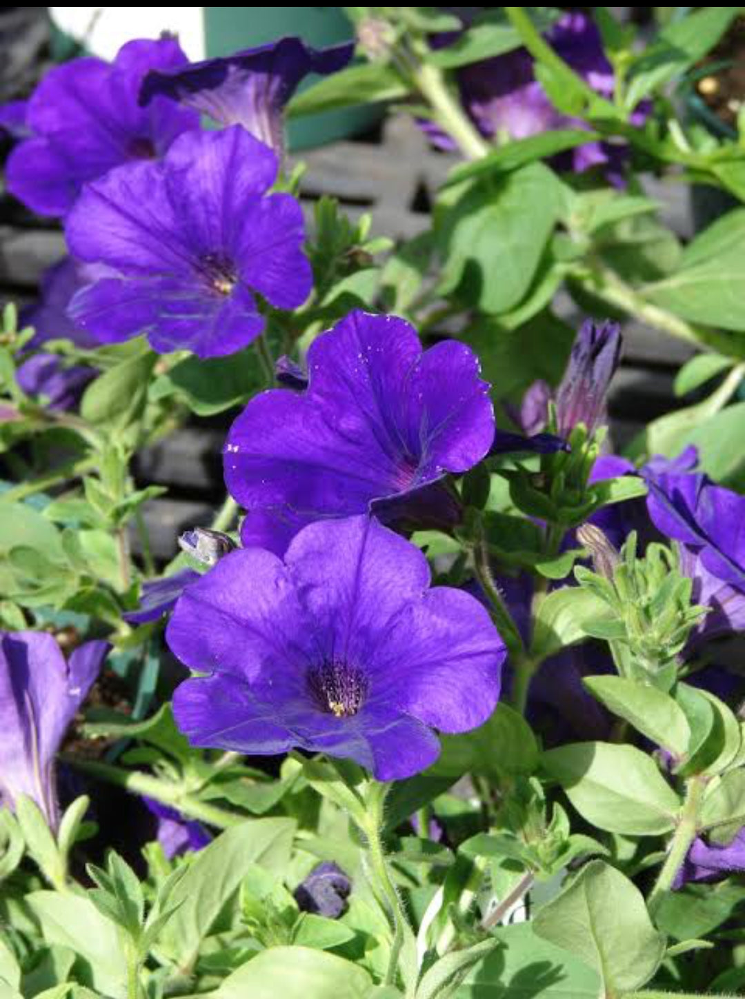 Petunia royal mix Winter flower seeds