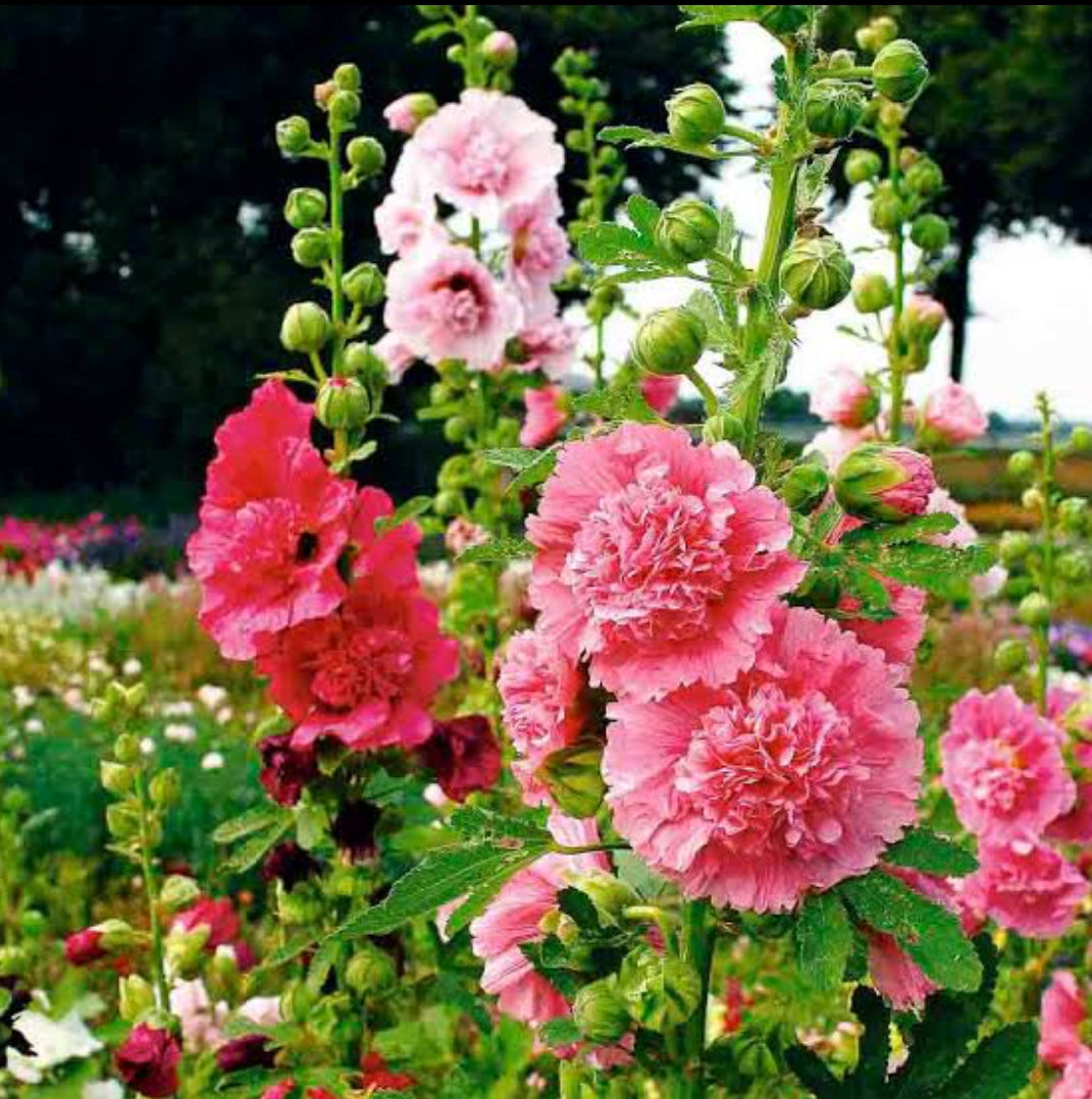 Hollyhocks Winter flower seeds