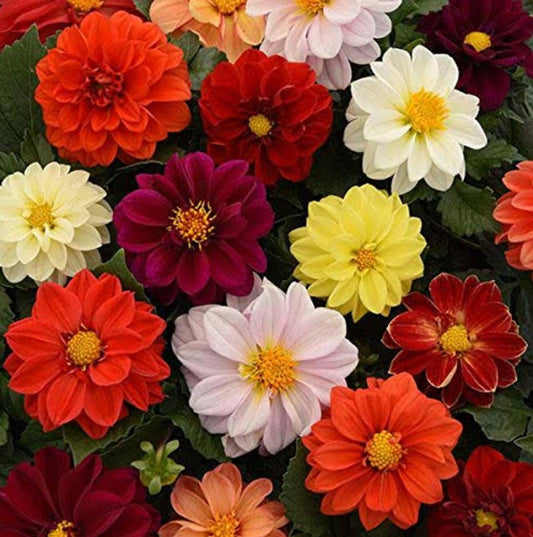 Dahlia top star beauty mix Winter flower seeds