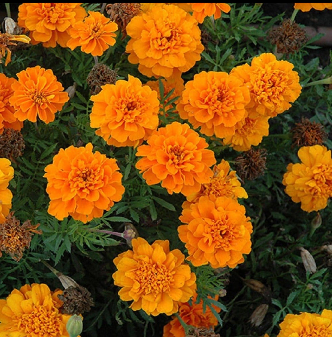 Marigold french Gulzafri Winter flower seeds