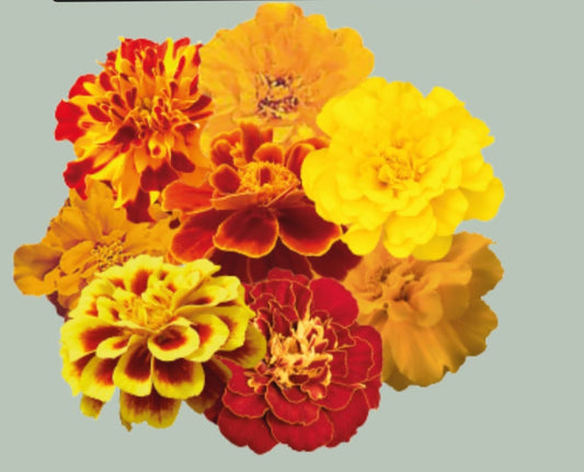 Tagetes Patula Safari mix Benrary Winter flower seeds