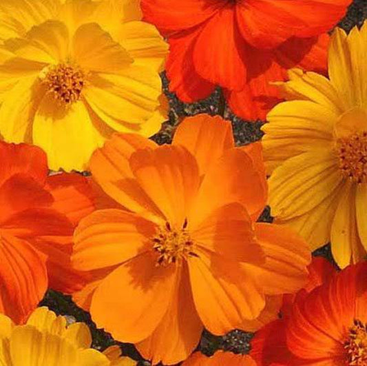 Cosmos bright light Winter flower seeds