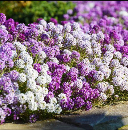 Alyssum mix Winter flower seeds