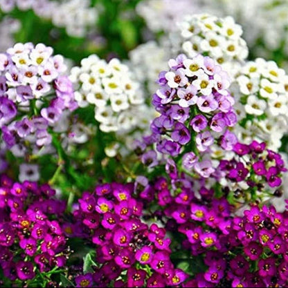 Alyssum mix Winter flower seeds