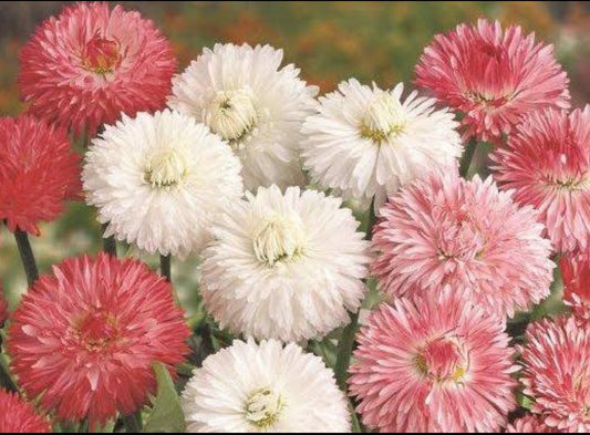 Bellis Monstroso Double mix Winter flower seeds