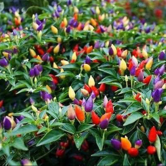 Capsicum Choice mix Winter flower seeds