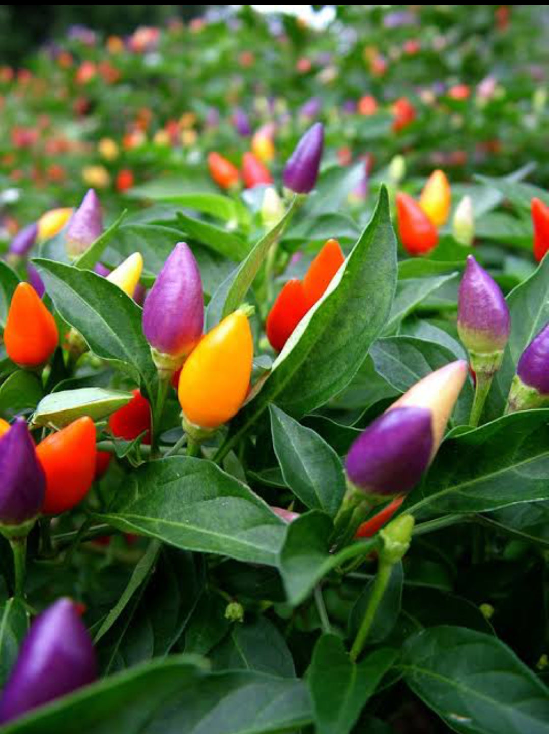 Ornamental chilli Winter seeds