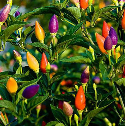 Ornamental chilli Winter seeds