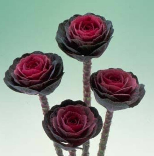 Brassica kale F1 Crane red Takii winter Flower seeds