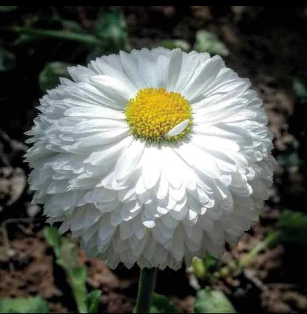 Bellis Double white Bio winter Flower seeds