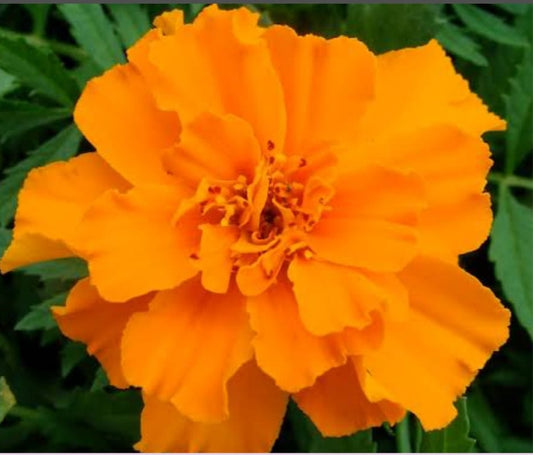 Tagetes patula Safari Orange winter Flower seeds