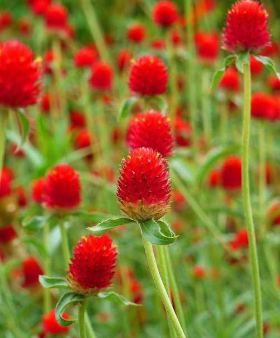 Gomphrena strawberry summer Flower seeds