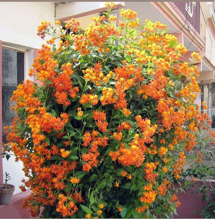 Outdoor plants creeper flowering vine