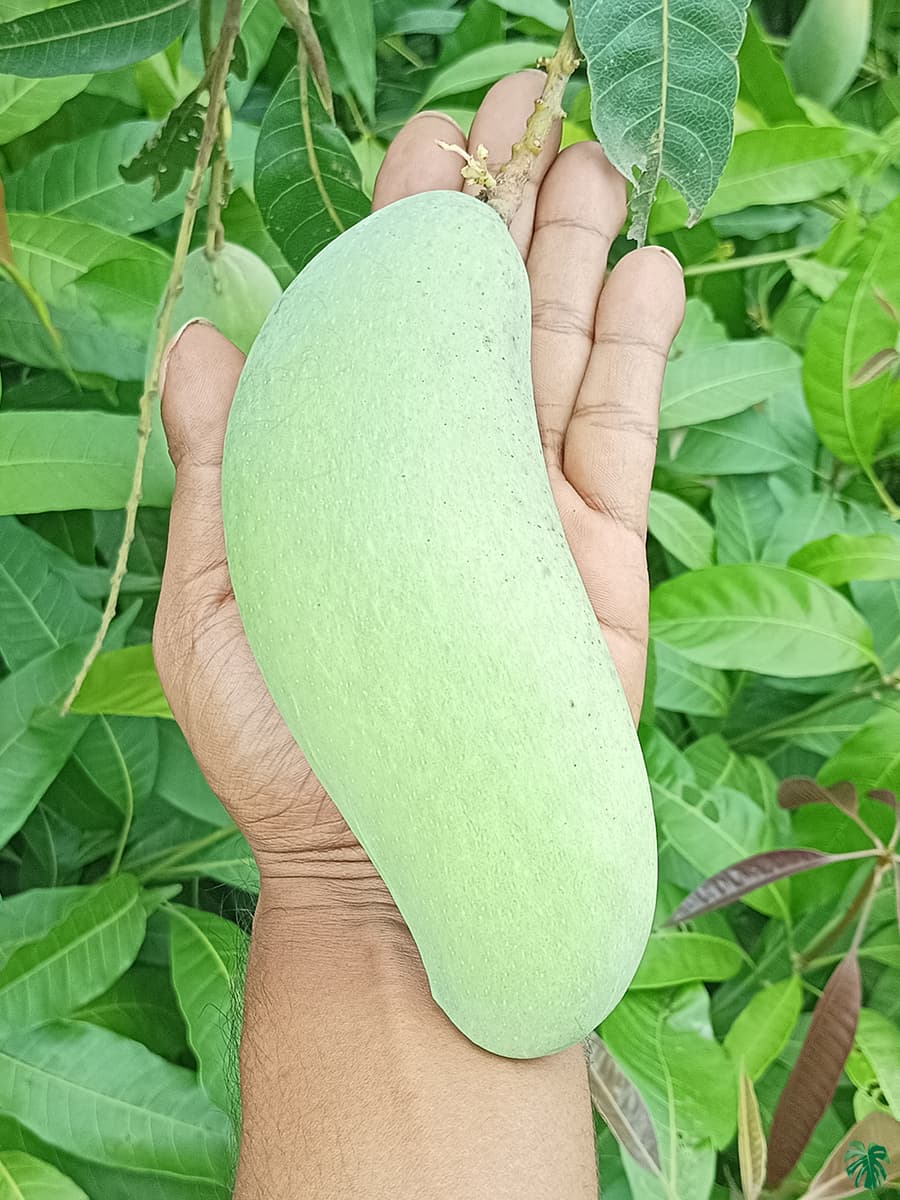 yellow banana mango fruit plant