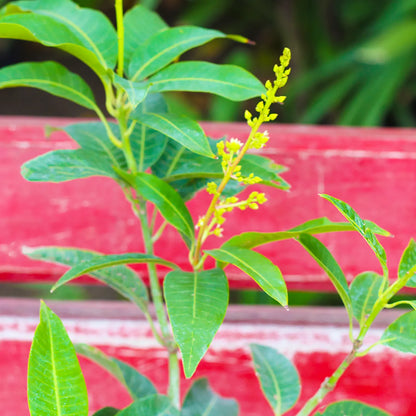 Himsagar Mango Fruit Plant “Grafted”