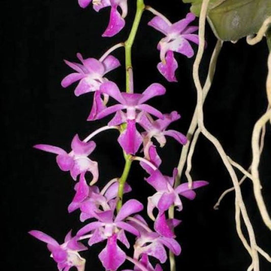 Aerides crassifolia (Thick-Leaf Aerides Orchid)