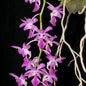 Aerides crassifolia (Thick-Leaf Aerides Orchid)