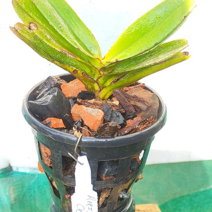 Aerides crassifolia (Thick-Leaf Aerides Orchid)