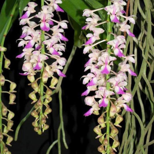 Aerides falcata (Sickle-Shaped Aerides Orchid)