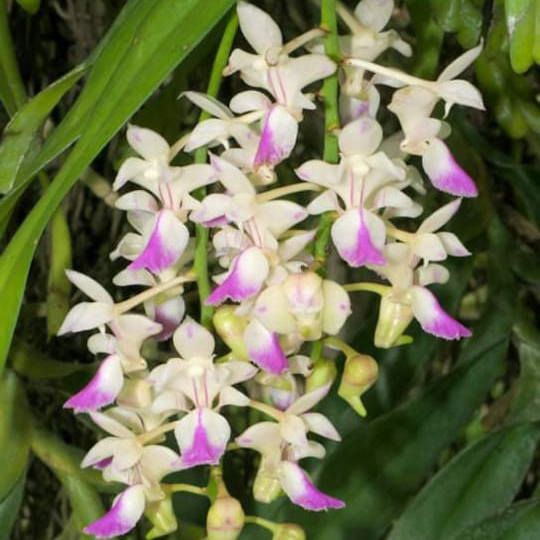 Aerides falcata (Sickle-Shaped Aerides Orchid)