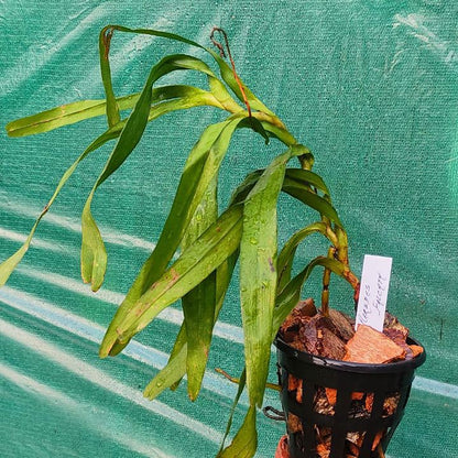 Aerides falcata (Sickle-Shaped Aerides Orchid)