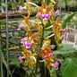 Aerides flabelleta (Fan-Like Aerides Orchid)