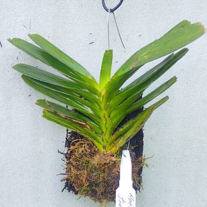 Aerides flabelleta (Fan-Like Aerides Orchid)
