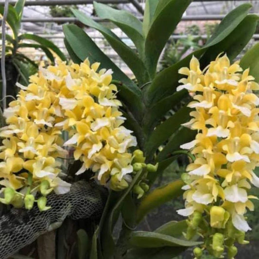 Aerides houlletiana Alba x Aerides falcata Alba (Alba Hybrid Aerides Orchid)