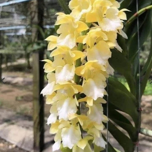 Aerides houlletiana var. alba (White Golden Aerides Orchid)