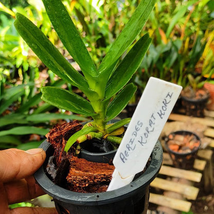 Aerides Koratkoki (Thai Hybrid Aerides)