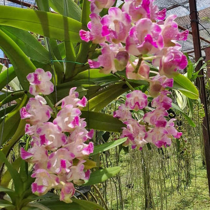 Aerides Koratkoki (Thai Hybrid Aerides)