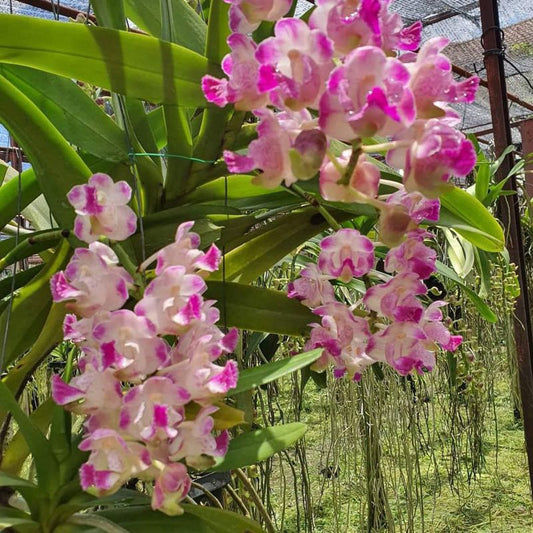 Aerides Koratkoki (Thai Hybrid Aerides)