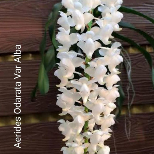 Aerides odorata alba (White Fragrant Aerides Orchid)