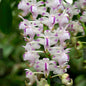 Aerides odorata (Fragrant Aerides Orchid)