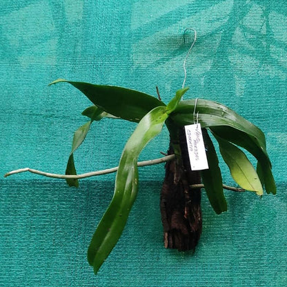 Aerides odorata (Fragrant Aerides Orchid)