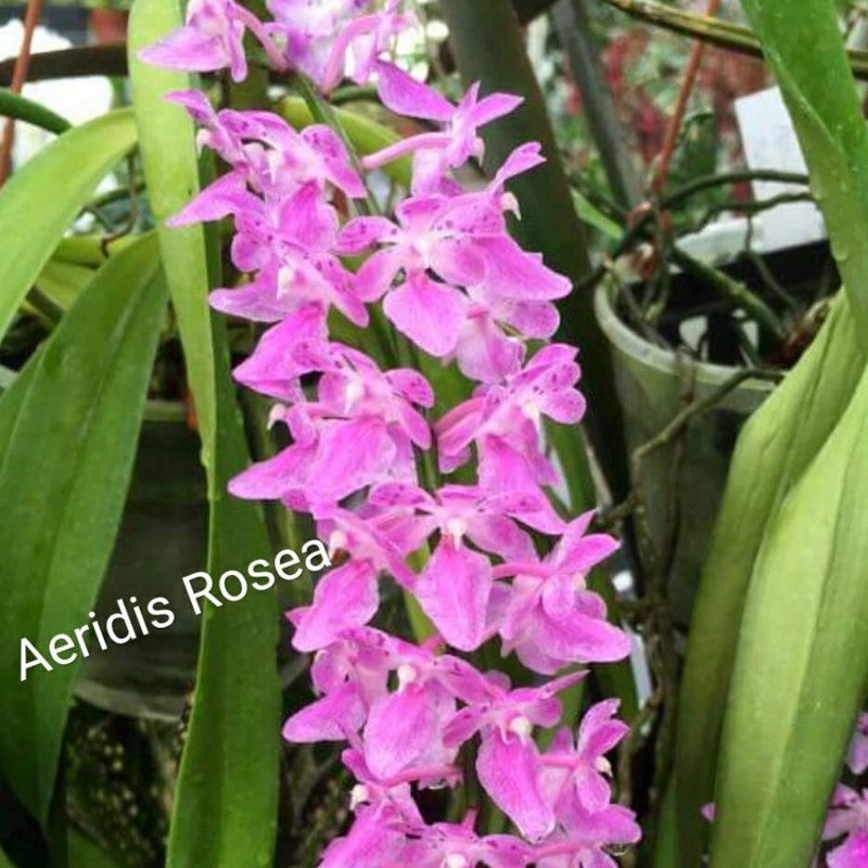 Aerides rosea (Rosy Aerides Orchid)