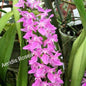 Aerides rosea (Rosy Aerides Orchid)