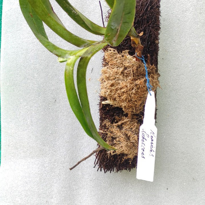 Aerides rubescens (Blushing Aerides Orchid)