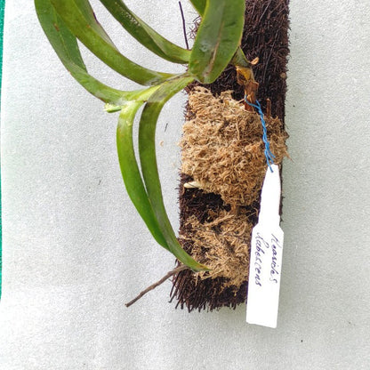 Aerides rubescens (Blushing Aerides Orchid)