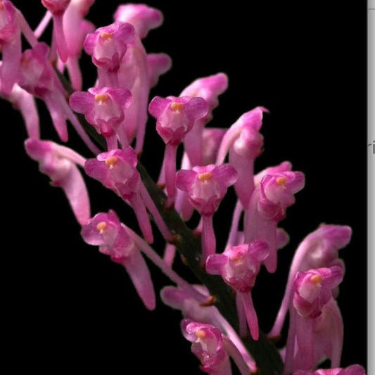 Aerides rubescens (Blushing Aerides Orchid)